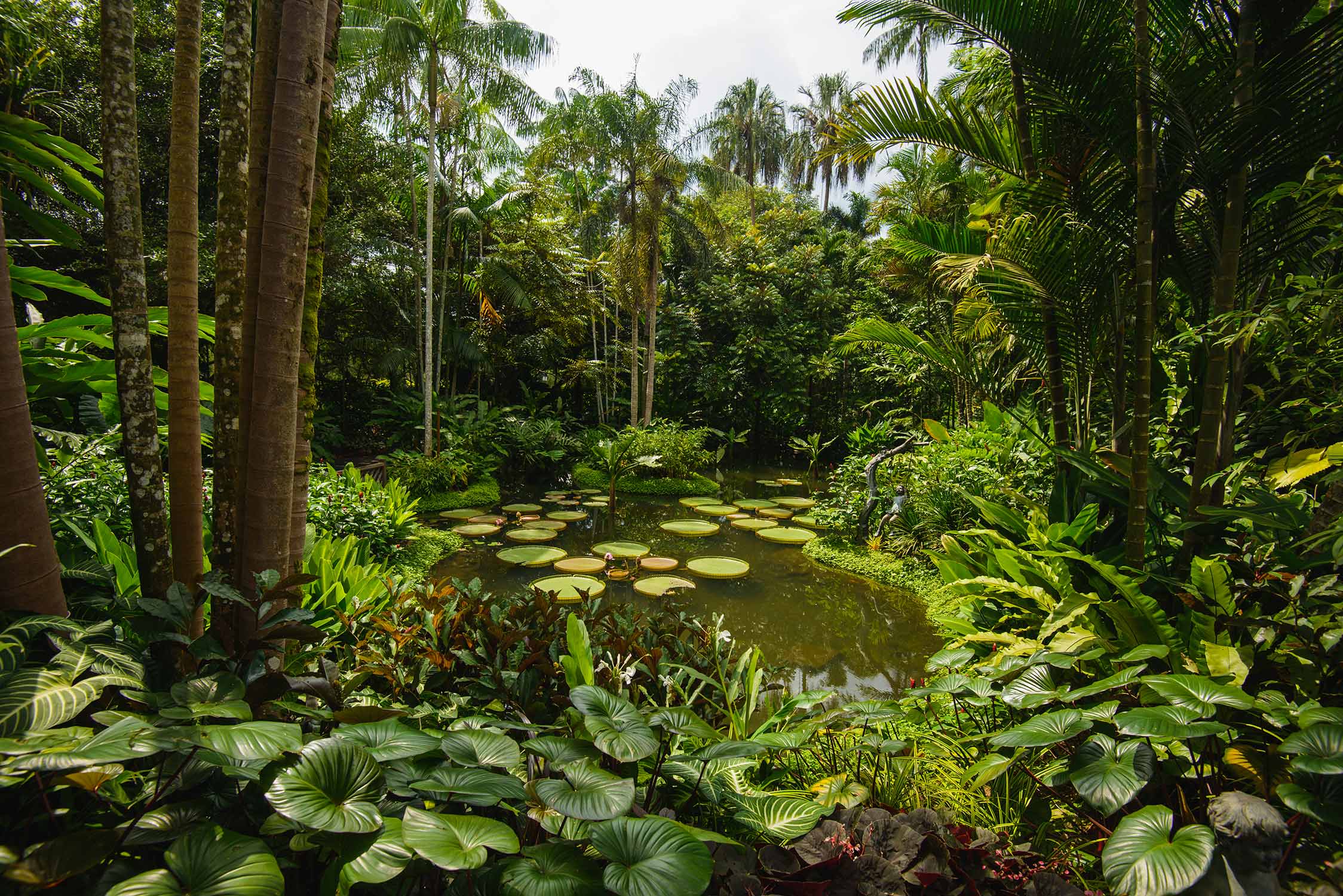 Pond surrounded by forest